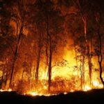 Forest engulfed in intense wildfire during nighttime