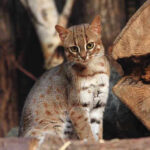 Spotted wild cat sitting among wooden logs