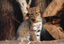 Spotted wild cat sitting among wooden logs