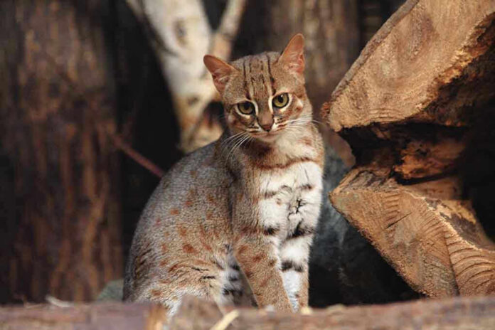 Spotted wild cat sitting among wooden logs