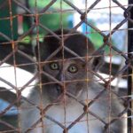 A monkey looking through the bars of a cage with a sad expression
