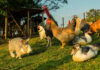 Rabbit and various birds on the farm grass
