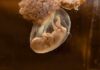 Backlash Erupts After Chilling Pregnancy Update A translucent jellyfish embryo suspended in a fluid-filled sac